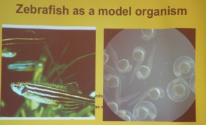 Zebra Fish a Model